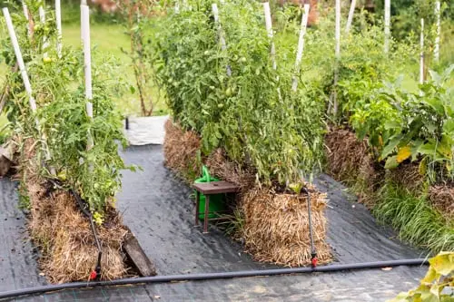 self sufficient backyard pdf